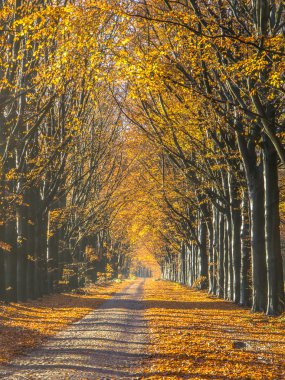 Sarı yapraklar sonbaharda sırasında huş ağaçlarının yol