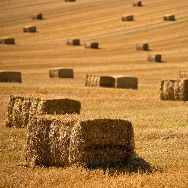 Strobalen achtergrond — Stockfoto