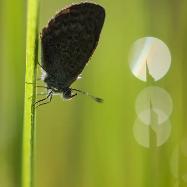 Silhouette des Schmetterlings (zizina otis labradus), der seine Flügel wärmt — Stockfoto