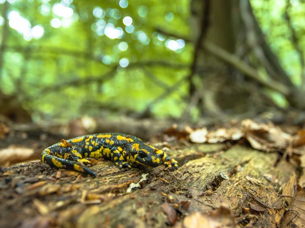 Salamandra Salamandra i naturliga gamla skogshabitat — Stockfoto