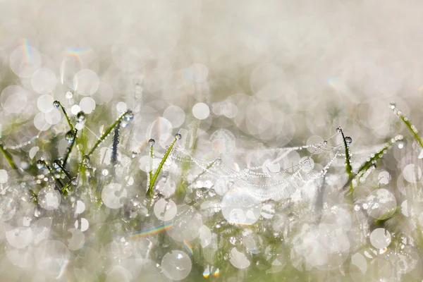 Spinnennetz mit Tautropfen auf Gras am frühen Morgen mit Bea — Stockfoto