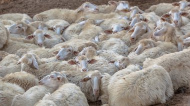 Sürüden koyun arka plan uyku