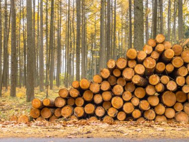 Stack of Timber in a Yellow Colored Larch Forest clipart