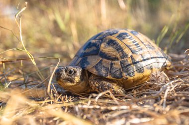 Hermann's tortoise in Grassy Environment Italy, southern Europe clipart