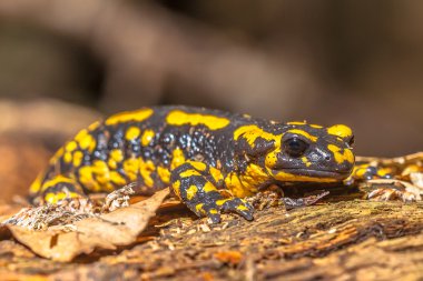 Semender (Salamandra Salamandra) doğal Habitat içinde ateş