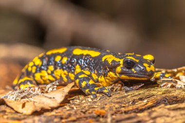 Fire Salamander (Salamandra Salamandra) in Natural Habitat clipart