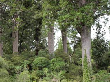 Yürüyüş 4 kız kardeşim ağaçta kauri izlemek