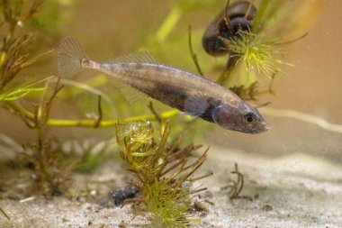 Ninespine Stickleback ekranda