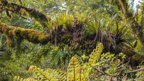 Epyfites su un ramo d'albero nella foresta pluviale umida di Te Urewera — Foto Stock