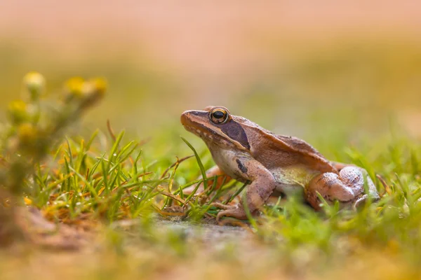 Agile groda (Rana dalmatina) i gräset med blommor — Stockfoto