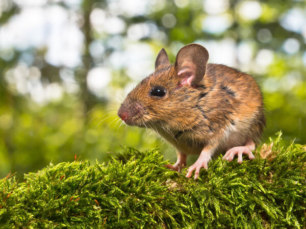 Side View of the Head of a Field Mouse (Apodemus :aticus
) 