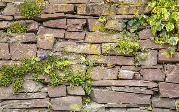 Antiguo empedrado pared vegetación fondo — Foto de Stock