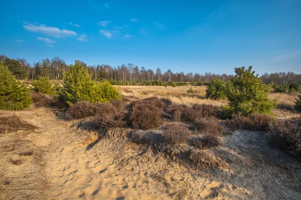 Heather e la sabbia nella zona di Veluwe — Foto Stock