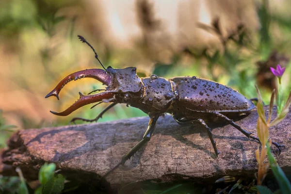 Coléoptère du cerf sur un tronc — Photo