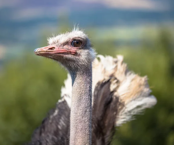 Potrait of a Displaying African Ostrich in Natural Environment — Stock Photo, Image