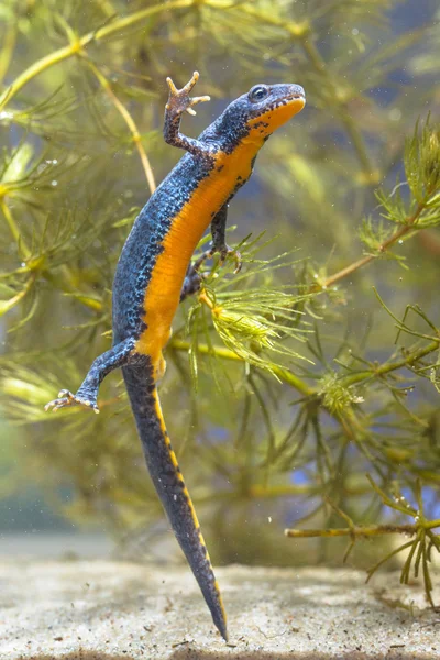 Female Alpine Newt Swimming through Vegetation — Stock Photo, Image