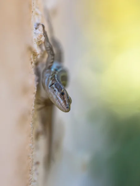 Groene Italiaanse muurhagedis — Stockfoto