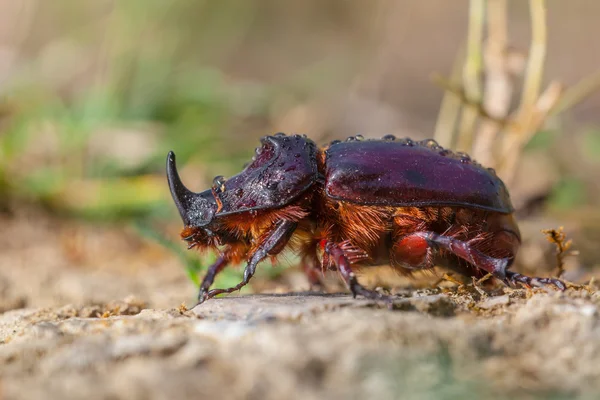 欧洲的犀牛甲虫，在森林的地面上 — 图库照片