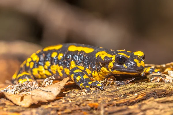 沙羅曼蛇 (Salamandra Salamandra) を自然の生息地で火災します。 — ストック写真