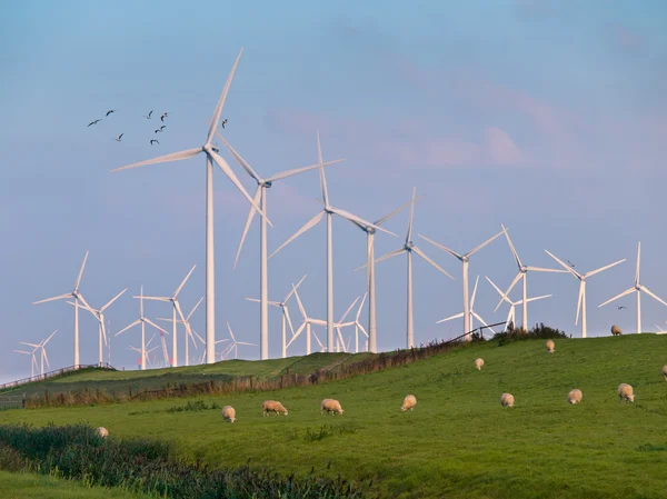 Turbin wiatrowych i ptaki — Zdjęcie stockowe