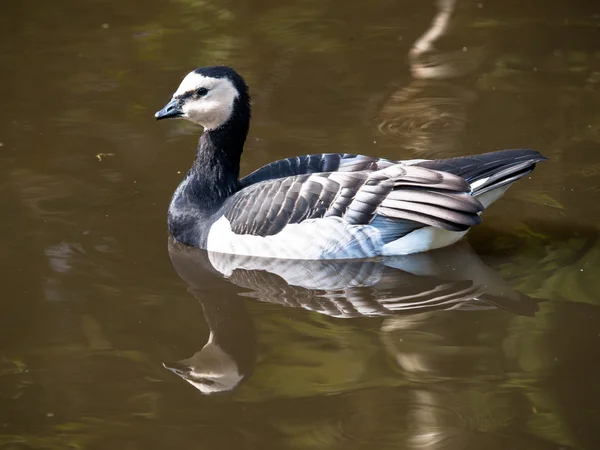 Plavání berneška bělolící — Stock fotografie