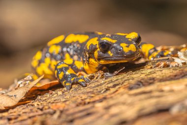 Doğal yaşam alanı içinde Salamandra Salamandra
