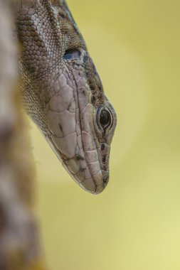Bir ağaç İtalyan duvar kertenkele kafası (Podarci siculus)