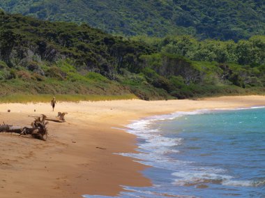 Tenha plaj Abel Tasman Ulusal Parkı, Yeni Zelanda