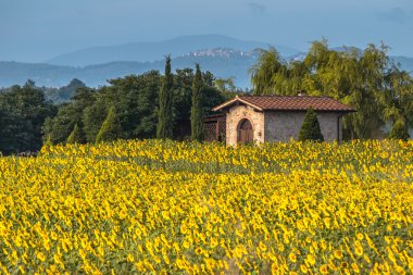 Toskana manzara, İtalya çiçek alanında güneş