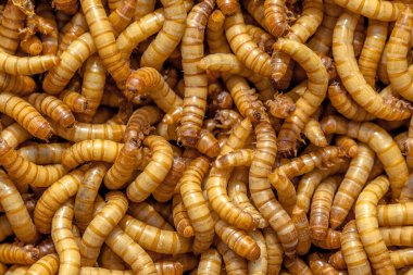 Mealworm Background clipart