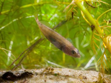 Erkek Ninespine Stickleback bölge koruma