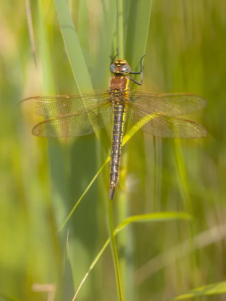 Dragonfly Перфорація на рослині — стокове фото