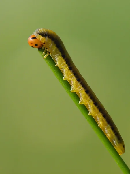 Caterpillar eten van een plant — Stockfoto