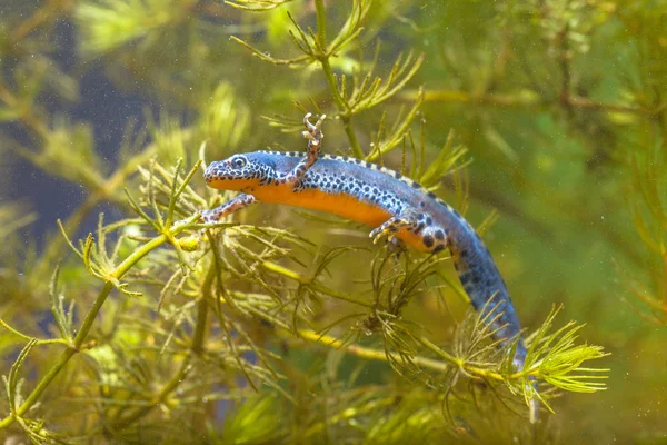 Masculino Alpine Newt Natação através da vegetação aquática — Fotografia de Stock