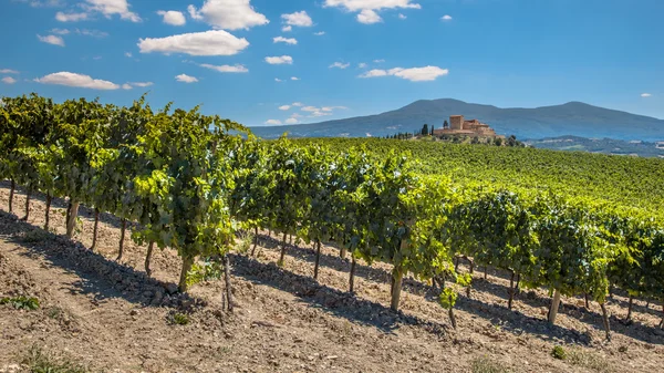 Righe di un vigneto in una tenuta vinicola in Toscana — Foto Stock