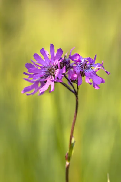 Paars vrije regelval gebruikt Robin bloem in een veld — Stockfoto