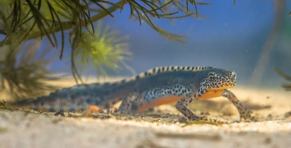 Alpine Newt in een pool — Stockfoto