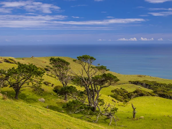 Nowa Zelandia krajobraz zielonych wzgórz z morza — Zdjęcie stockowe