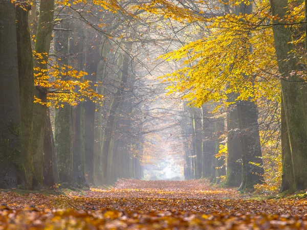 Gele gebladerte van berkenbomen in de herfst — Stockfoto