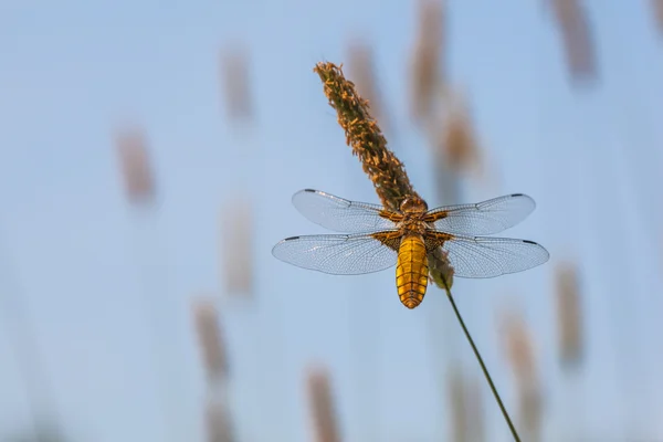 Female Broad-bodied Chaser — Stock Photo, Image