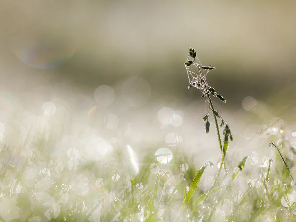 Dew picură pe iarbă cu pânză de păianjen dimineața devreme cu Beautif — Fotografie, imagine de stoc