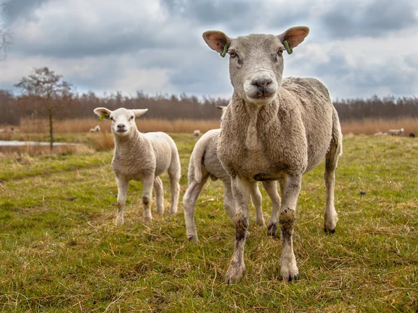 Famille des moutons blancs — Photo