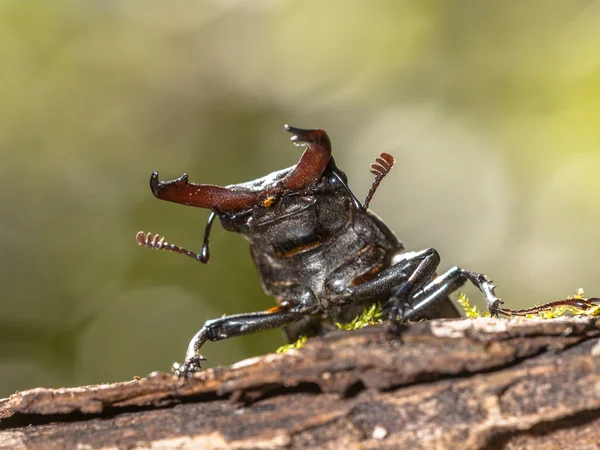 Testa e seghe di uno scarabeo cervo (Lucanus cervus) Apparso da B — Foto Stock