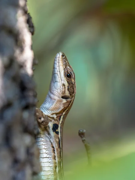 ลิซาร์ดกําแพงอิตาลี (Podarci illulus) ในต้นไม้ — ภาพถ่ายสต็อก