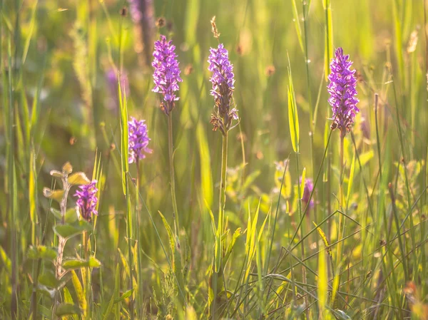 Gruppo di orchidee selvatiche europee in un campo di erba — Foto Stock