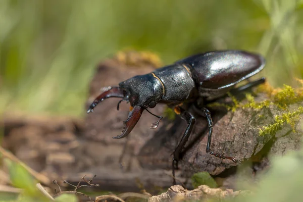 锹虫 (Lucanus 鹿) 走了一个日志在森林 Fl — 图库照片