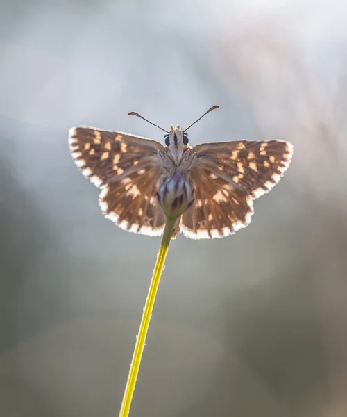 Alt kırlaşmış Kaptan kelebek (Pyrgus malvae) Flowe — Stok fotoğraf