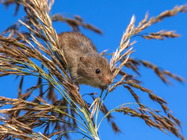 从芦苇羽俯视的收获鼠标 (Micromys minutus) — 图库照片