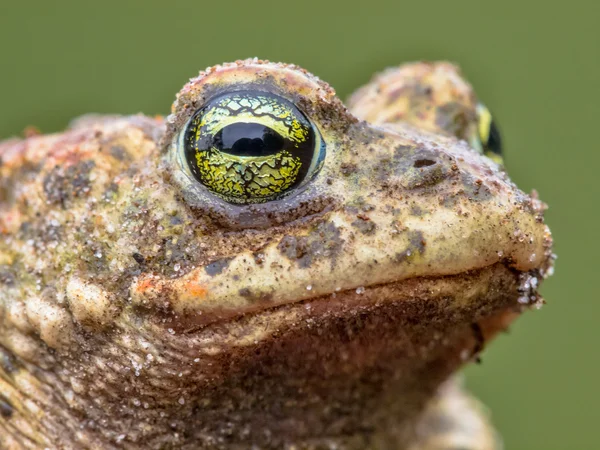 Epidalea calamita, sapo-corredor potrait — Fotografia de Stock