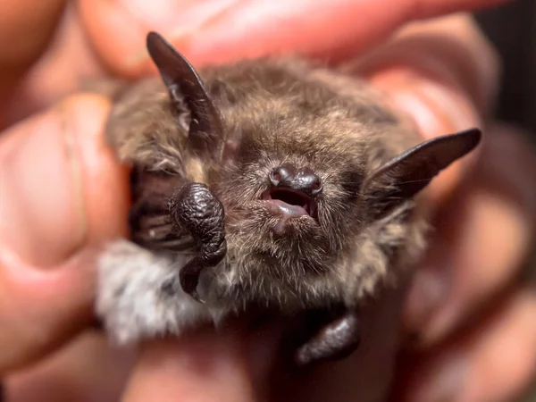 Kopf der Fledermaus (Myotis dasycneme) für die Forschung gefangen — Stockfoto